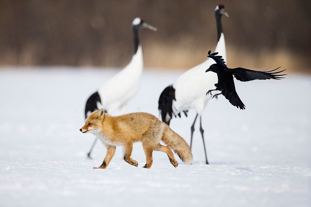 Japan-Hokkaido-Kushiro A carrion crow chases away a red fox